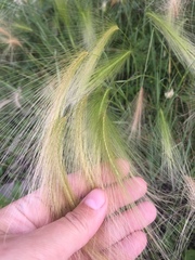 Hordeum jubatum