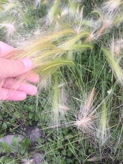 Hordeum jubatum