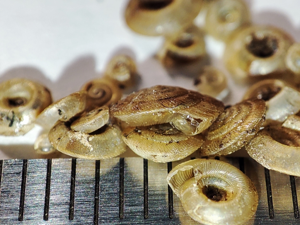 Disc Snails