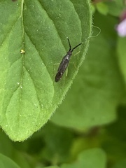 Heterotoma planicornis