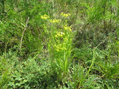 Bupleurum sibiricum
