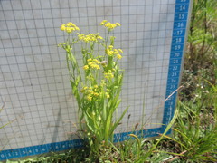 Bupleurum sibiricum