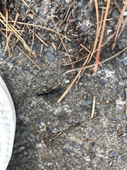 Thyreocephalus orthodoxus