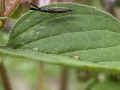 Heterotoma planicornis