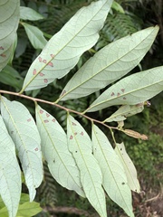 Glochidion acuminatum