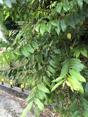 Glochidion acuminatum