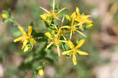 Hypericum tetrapterum