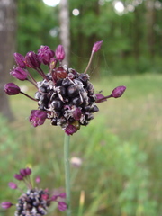 Allium scorodoprasum