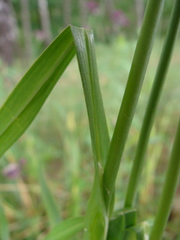 Allium scorodoprasum
