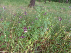 Allium scorodoprasum