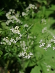 Galium pseudorivale