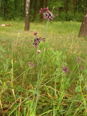 Allium scorodoprasum
