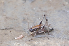 Eupholidoptera smyrnensis