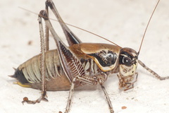 Eupholidoptera smyrnensis