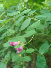 Vicia dumetorum