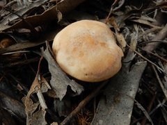 Leucopaxillus eucalyptorum