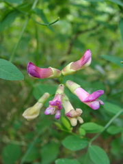 Vicia dumetorum