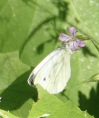 Pieris napi