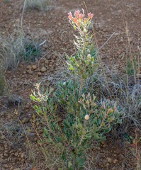 Isopogon trilobus