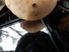 Leucopaxillus eucalyptorum