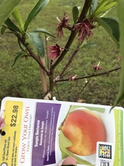 Prunus persica nucipersica