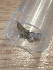 Eupithecia inturbata