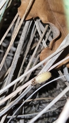 Lamprohiza mulsantii