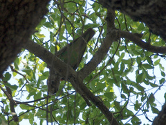 Poicephalus fuscicollis