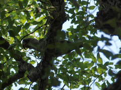 Poicephalus fuscicollis