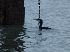 Phalacrocorax carbo