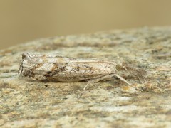 Neodactria zeellus