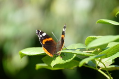 Vanessa atalanta
