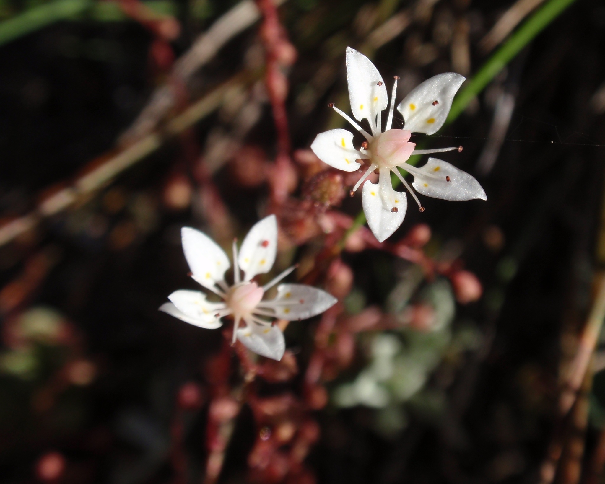 Micranthes bryophora