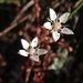 Early Saxifrages - Photo (c) Tom Hilton, some rights reserved (CC BY), uploaded by Tom Hilton