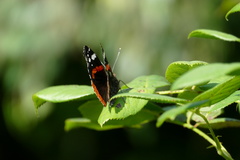 Vanessa atalanta