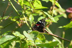 Vanessa atalanta