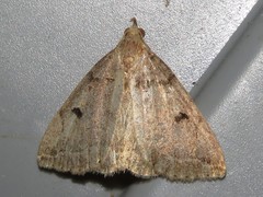 Zanclognatha laevigata