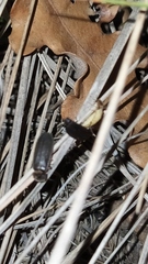 Lamprohiza mulsantii