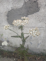 Achillea millefolium