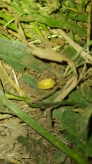 Lamprohiza mulsantii