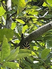 Euplagia quadripunctaria