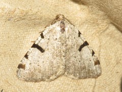 Macaria subcessaria