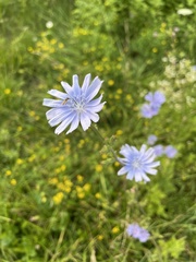 Cichorium intybus