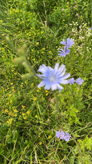 Cichorium intybus