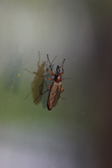 Bibio articulatus