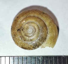 Morlina glabra