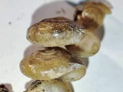 Morlina glabra
