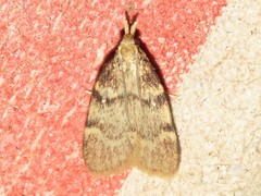 Acallis alticolalis