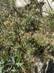 Plantago sempervirens