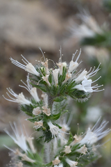 Echium italicum